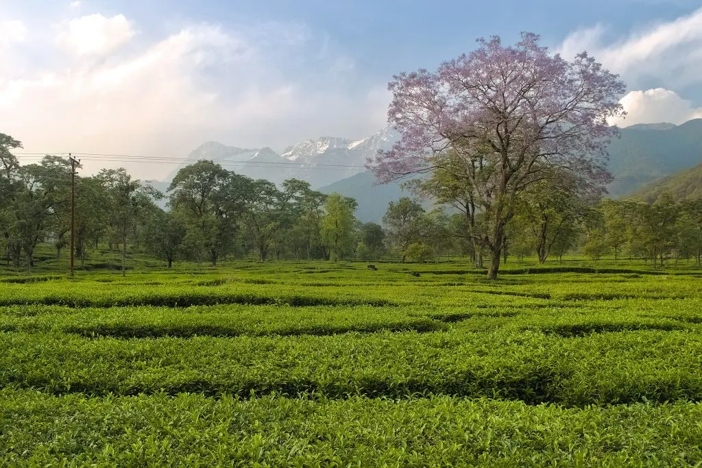 Dharamshala Dalhousie Amritsar – Tea garden at Nagri in the Kangra Valley of Himachal Pradesh, India