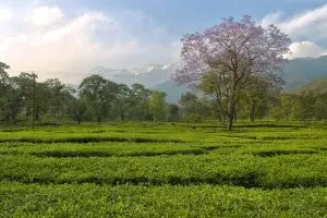 Dharamshala Dalhousie Amritsar – Tea garden at Nagri in the Kangra Valley of Himachal Pradesh, India