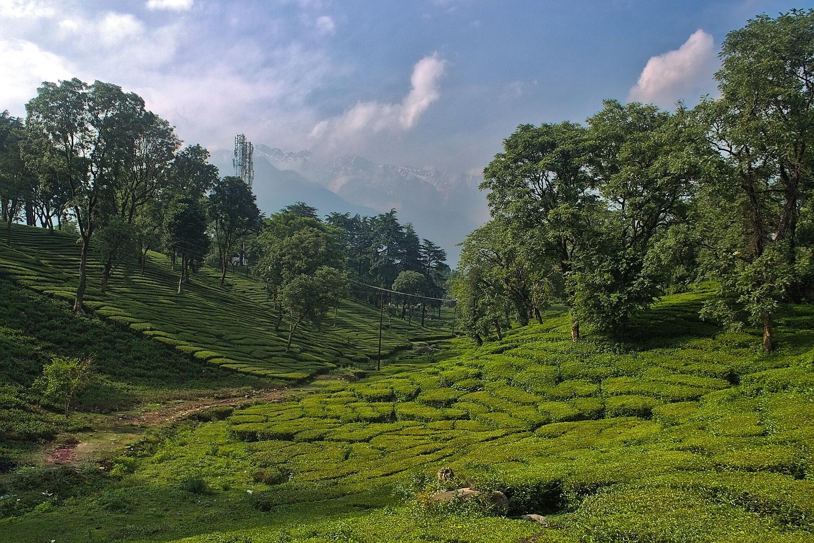 Dharamshala Dalhousie Amritsar – Palampur tea plantation, Himachal Pradesh, India