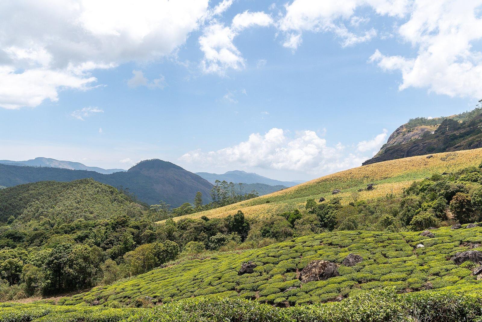 Kerala – Eravikulam National Park WUS07186