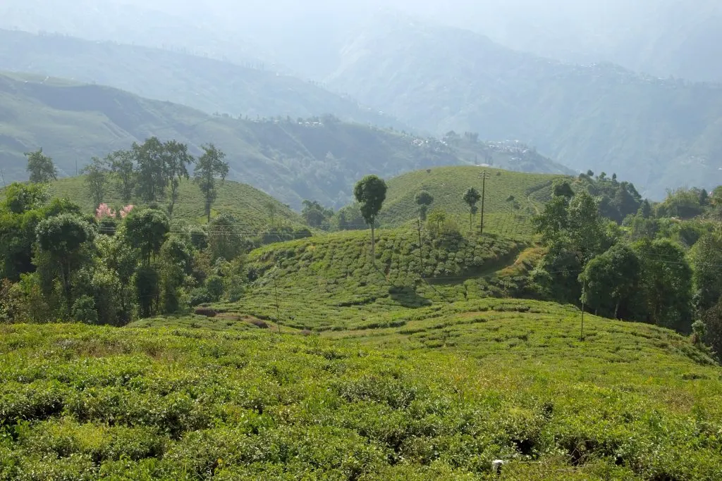 Rampuria Darjeeling – Darjeeling, India, Tea plantations on hills