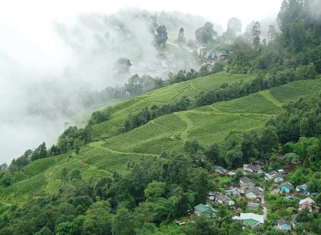 Rampuria Darjeeling – Tea plantation Darjeeling