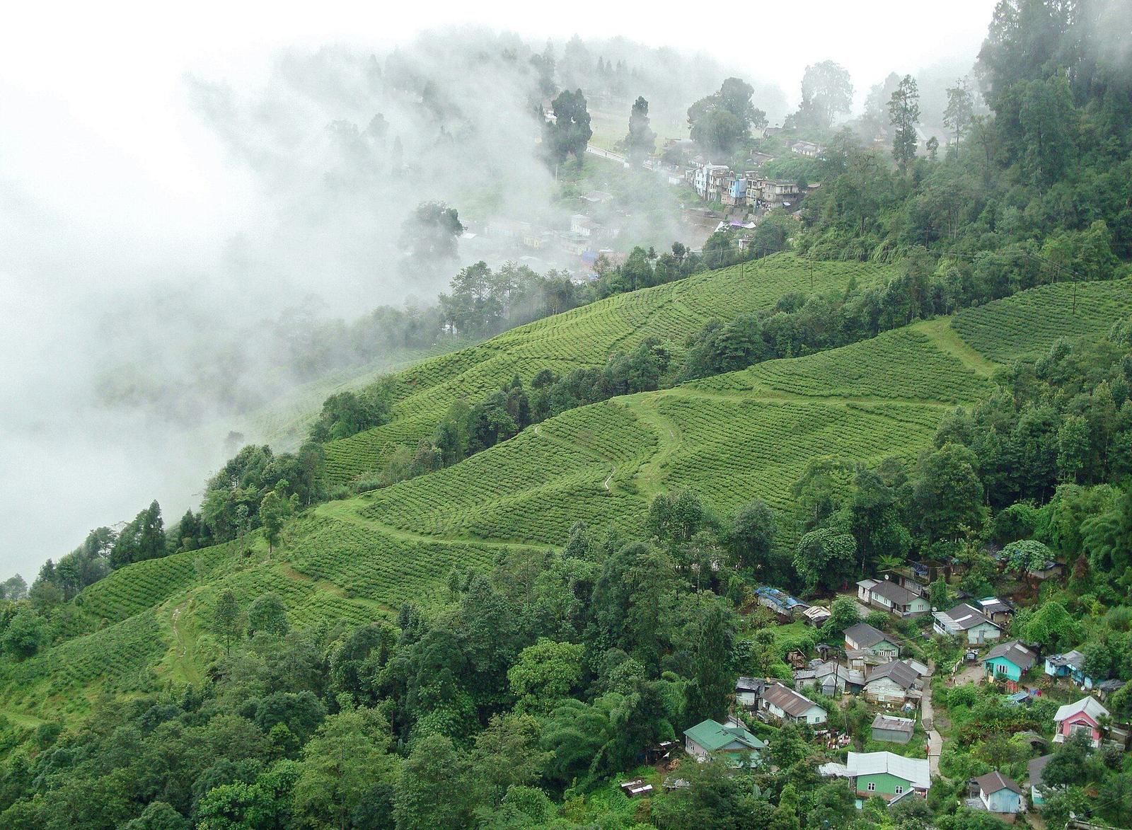 Rampuria Darjeeling – Tea plantation Darjeeling