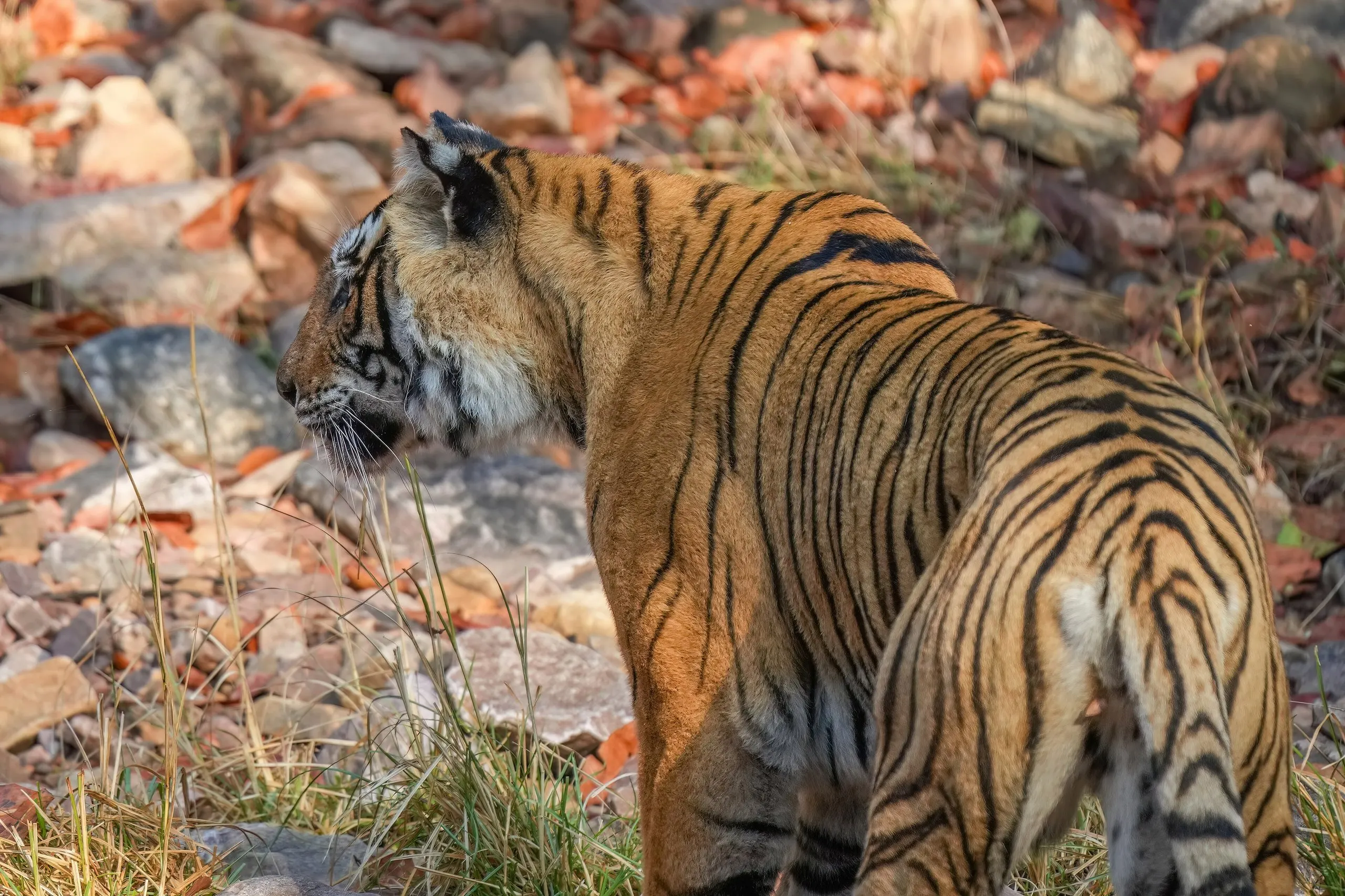 Jaipur Bundi Ranthambore – 080 Bengal tiger in Ranthambore National Park Photo by Giles Laurent