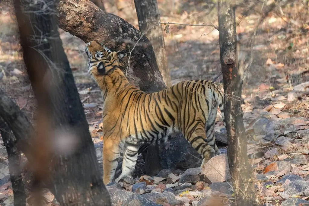 Jaipur Bundi Ranthambore – 081 Bengal tiger marking its territory in Ranthambore National Park Photo by Giles Laurent